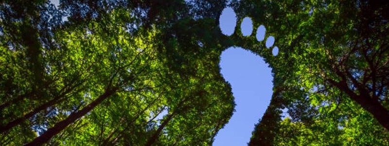 Huella ambiental sobre bosque